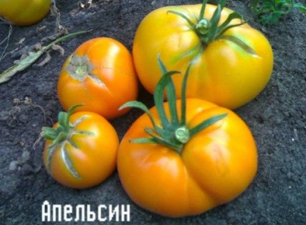 Характеристика и описание томата сорта «апельсин»: фото, видео + отзывы