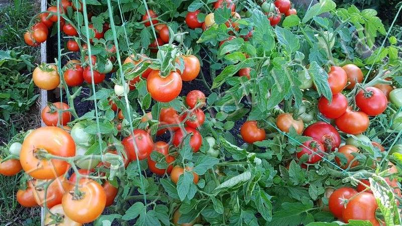 Характеристика сорта томата видимо-невидимо, описание сорта и особенности выращивания помидор