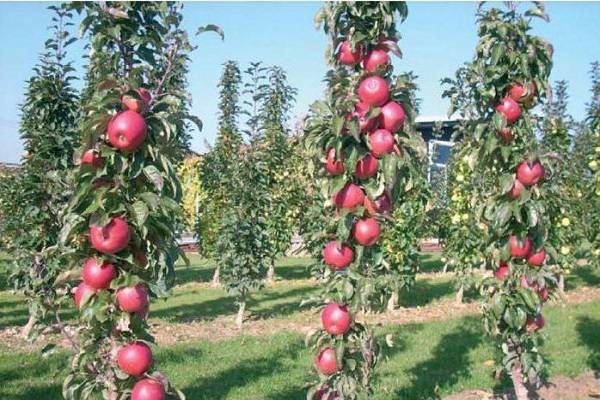 Колоновидная яблоня Триумф: описание сорта и характеристики плодов с фото