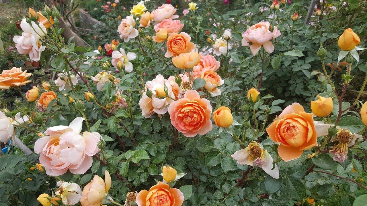 10 вопросов о розах дэвида остина
