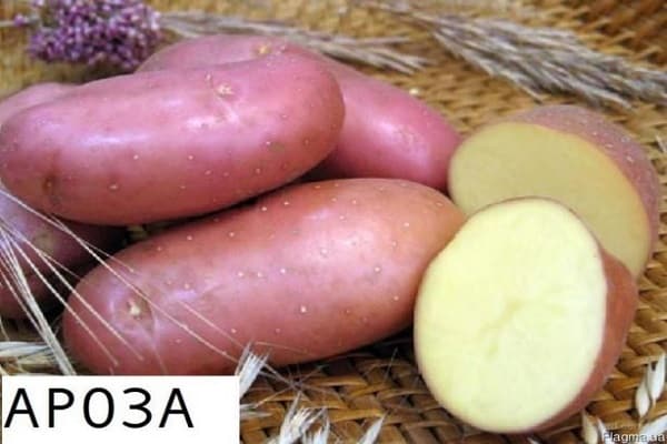 Сорт картофеля «серпанок»: характеристика, описание, урожайность, отзывы и фото