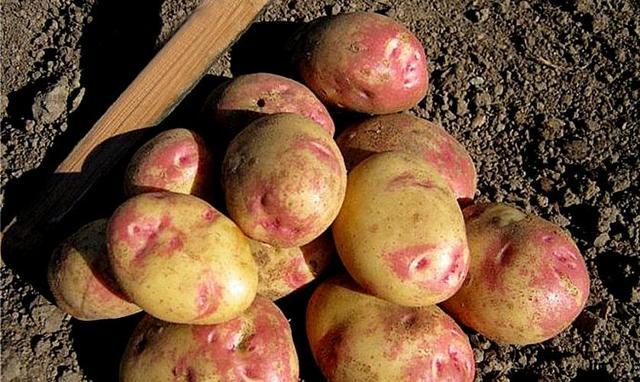 Универсальный картофель «хозяюшка» : описание сорта, фото, характеристика