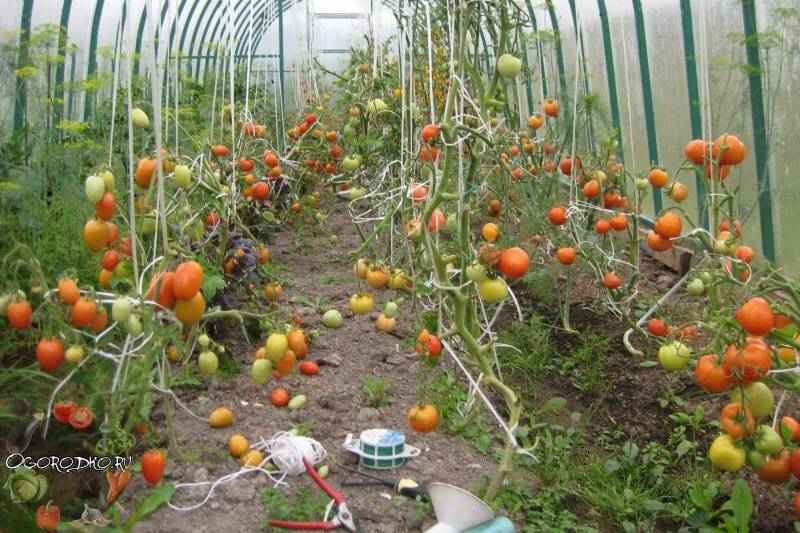Как правильно подвязывать помидоры в теплице и открытом грунте