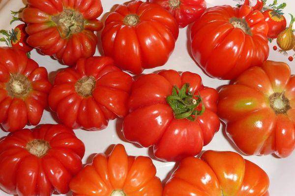 Сорта томатов для балкона и подоконника