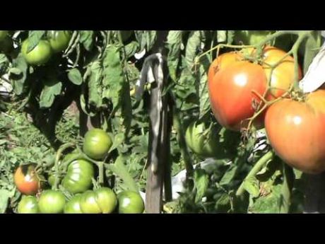 Сорт томата «демидов»: описание, характеристика, посев на рассаду, подкормка, урожайность, фото, видео и самые распространенные болезни томатов