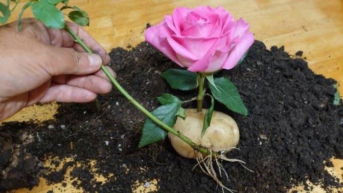 Как посадить отростки розы в домашних условиях?