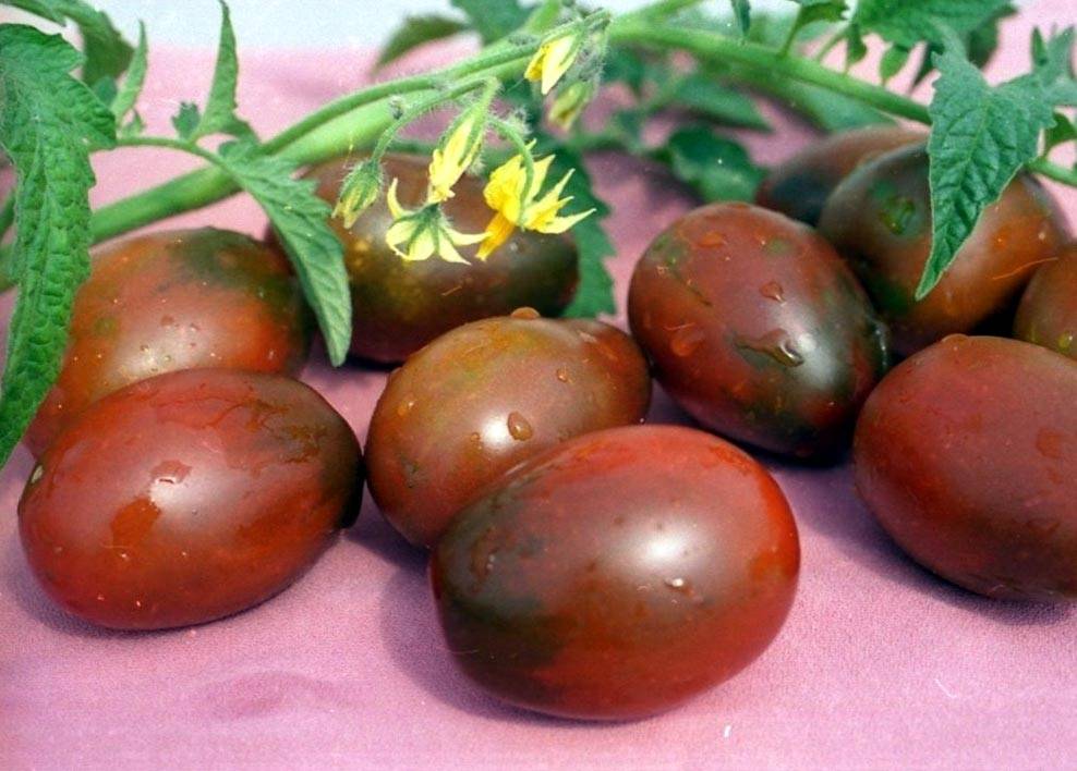 «де барао чёрный» — экзотический томат на ваших грядках