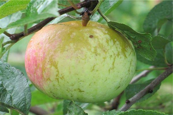 Яблоня веньяминовское: особенности сорта и ухода