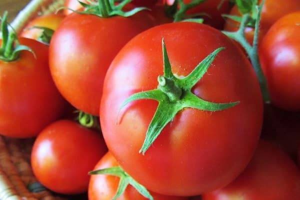 Сорт томата «верлиока»: описание сорта и его выращивание