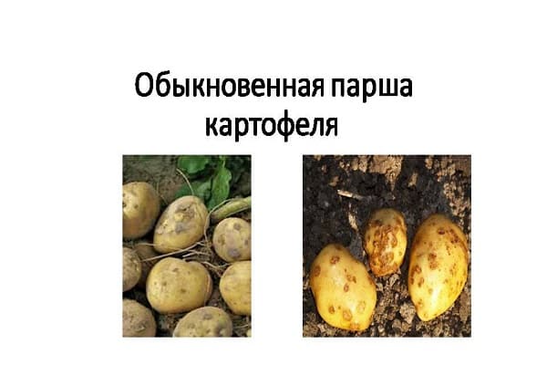 Болезни картофеля: описание популярных форм, фото, причины, как бороться