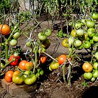 Томат ягуар: характеристика и описание сорта, урожайность и отзывы дачников с фото