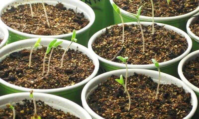 Почему не всходят семена томатов на рассаду и что делать