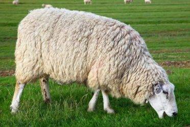 Описание и характеристики овец породы тексель, условия содержания и уход