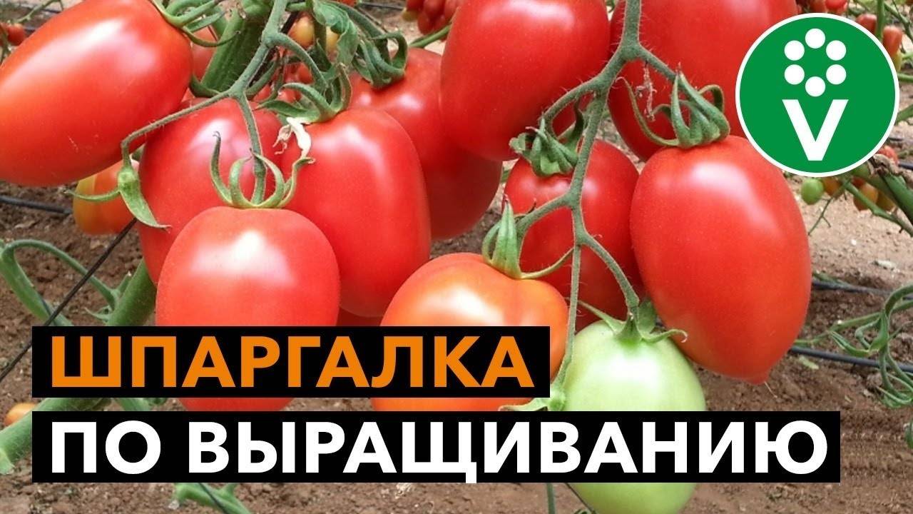 10 ошибок при выращивании томатов в открытом грунте и теплице