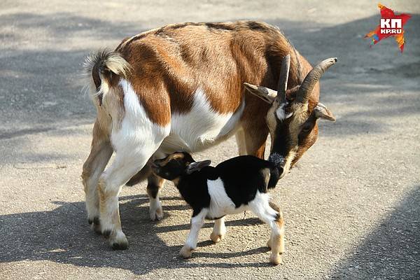 Способы перевозки коз в легковом автомобиле и возможные проблемы