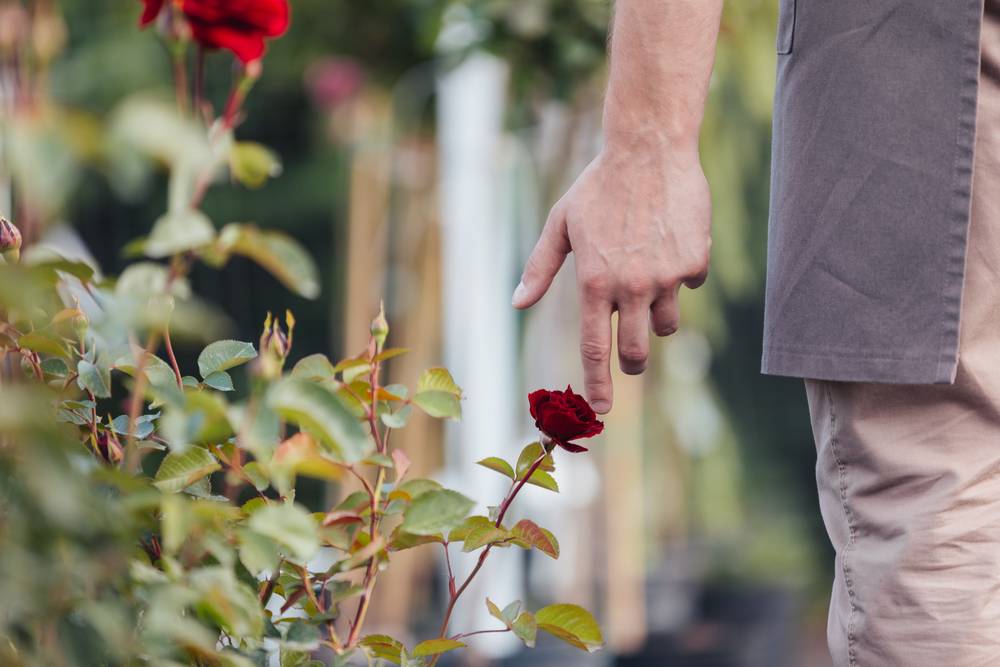 Тля на розах — чем обработать и как избавиться