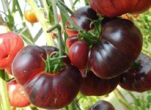 Аметистовая драгоценность – украшение в мире томатов. от описания до отзывов