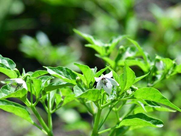Борная кислота: применение на огороде и в саду