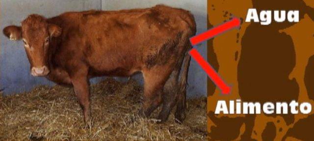 Туберкулез крупного рогатого скота: принципы профилактики