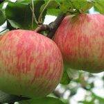 Яблоня с высоким уровнем адаптации и красивыми плодами — сорт подарок графскому