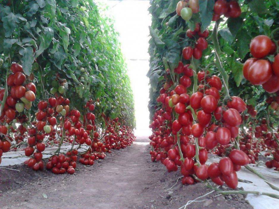 На каком расстоянии сажать помидоры