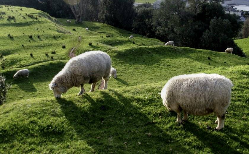 Нюансы разведения овец мясных пород, как быстро они растут и правила откорма