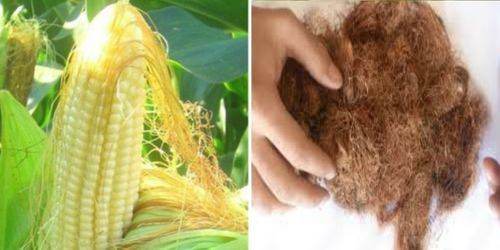 Кукурузные рыльца: польза и вред, инструкция по применению