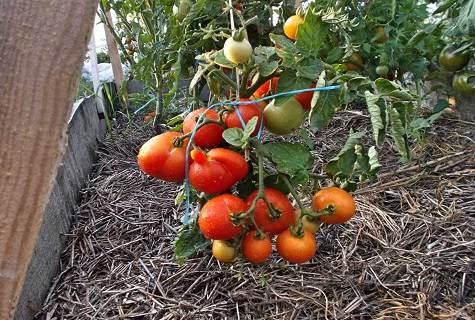 Сорт томата «калинка-малинка»: описание, характеристика, посев на рассаду, подкормка, урожайность, фото, видео и самые распространенные болезни томатов