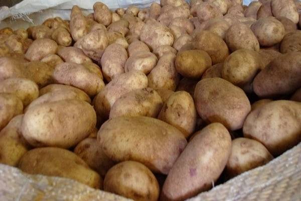 Раннеспелый столовый сорт картофеля «колетте», который плодоносит дважды в сезон