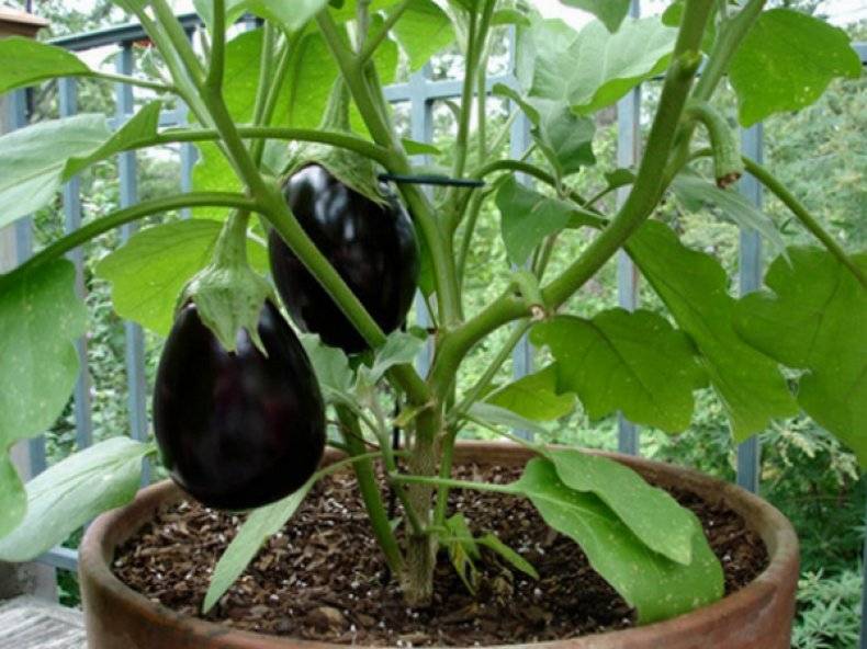 Баклажан черный красавец: описание и характеристики сорта, особенности выращивания