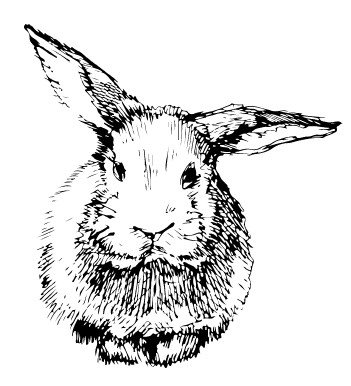 Кролик белый паннон
