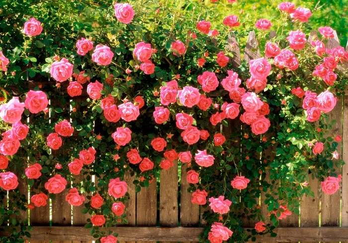 Роза флорибунда: выращивание и уход в открытом грунте.