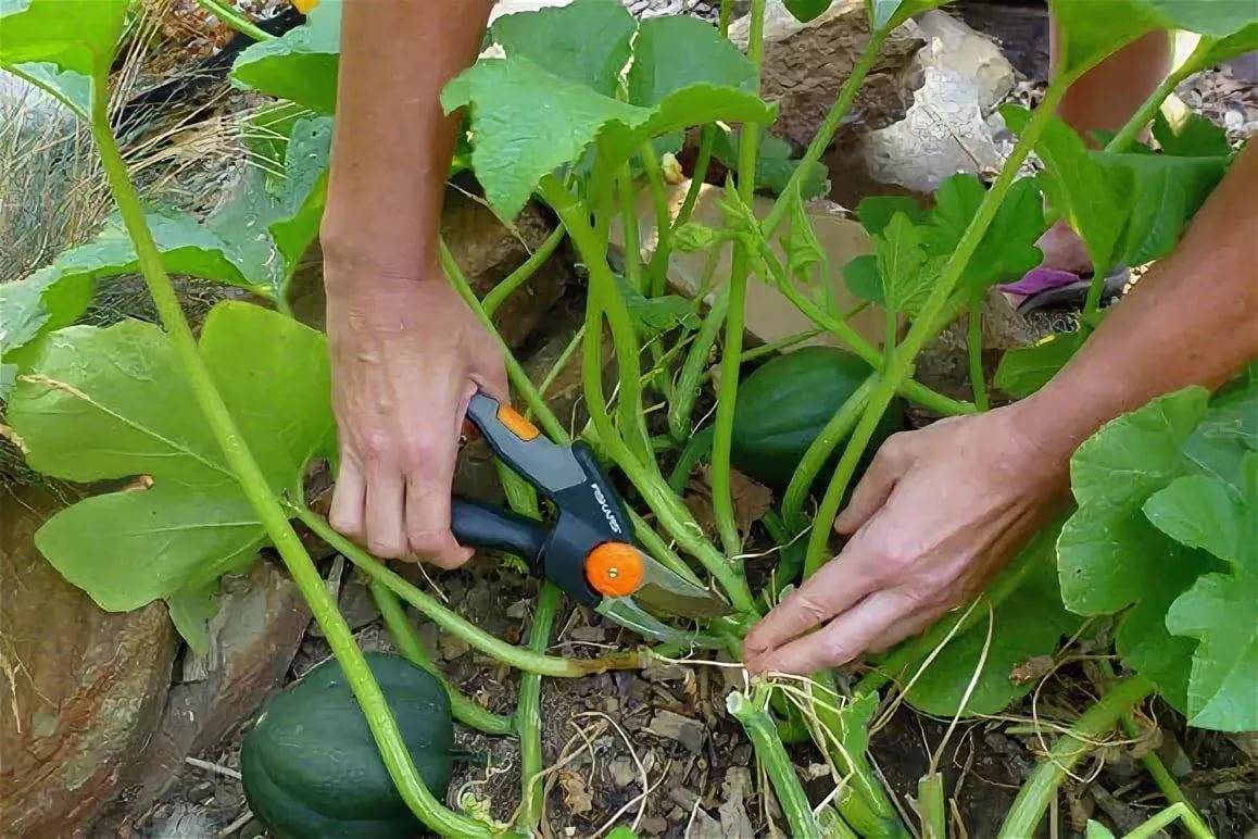 Пошаговая инструкция для начинающих огородников: как прищипывать арбузы в открытом грунте