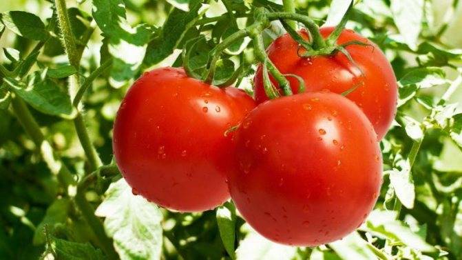 Надежный и урожайный сорт ранних помидоров «оля»