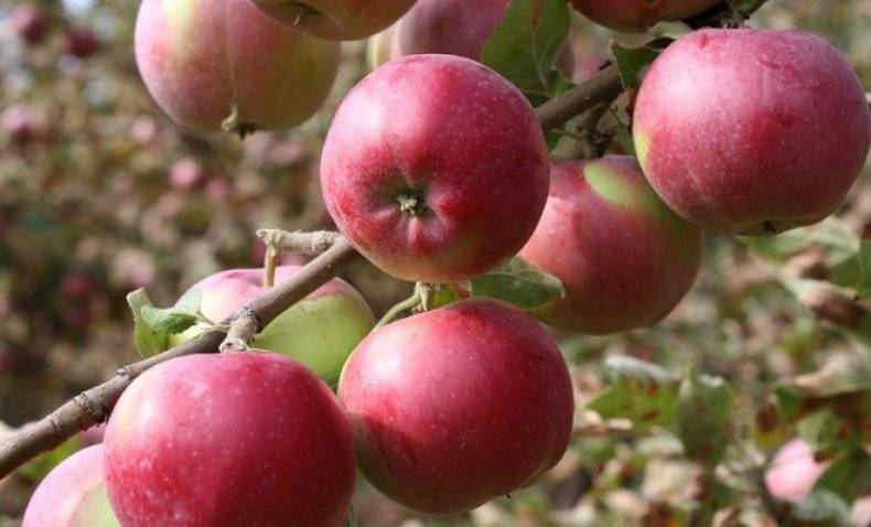 Описание и характеристики яблони сорта флорина, правила посадки и ухода