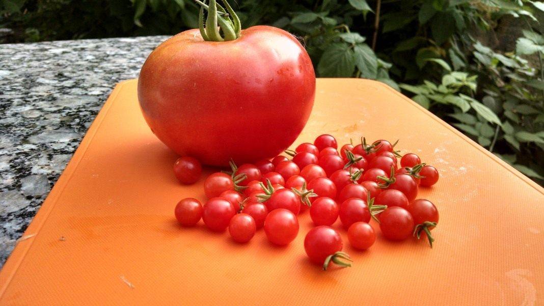 Сорт с бесподобной стойкостью — томат вовчик: описание помидоров и их характеристики