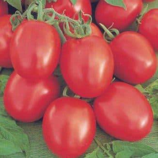 Описание гибридного томата бенито f1 и советы по выращиванию сорта