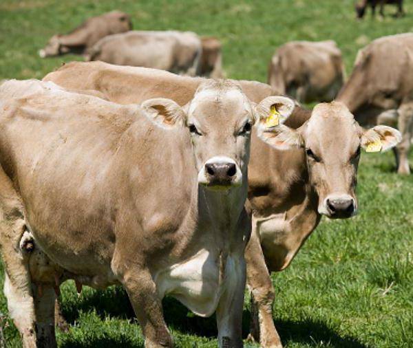 Корова ярославской породы: характеристика, фото, отзывы