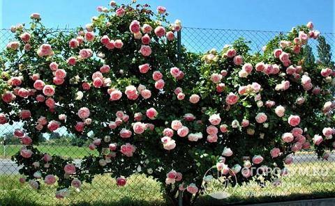 Описание и характеристики роз сорта Пьер де Ронсар, посадка и уход