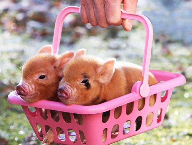 Мини пиги — описание и характеристика декоративных свинок