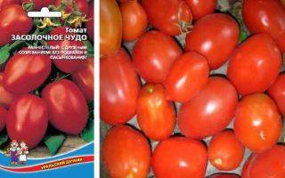 Сорт томата «петр первый f1»: описание, характеристика, посев на рассаду, подкормка, урожайность, фото, видео и самые распространенные болезни томатов
