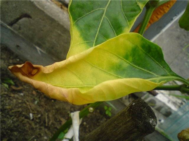 Почему у перцев желтеют листья: чем подкормить и как лечить