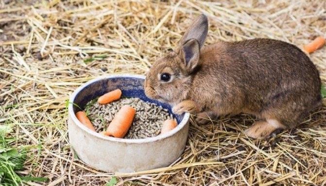 Можно ли давать кроликам ячмень, и как правильно, польза и вред злака
