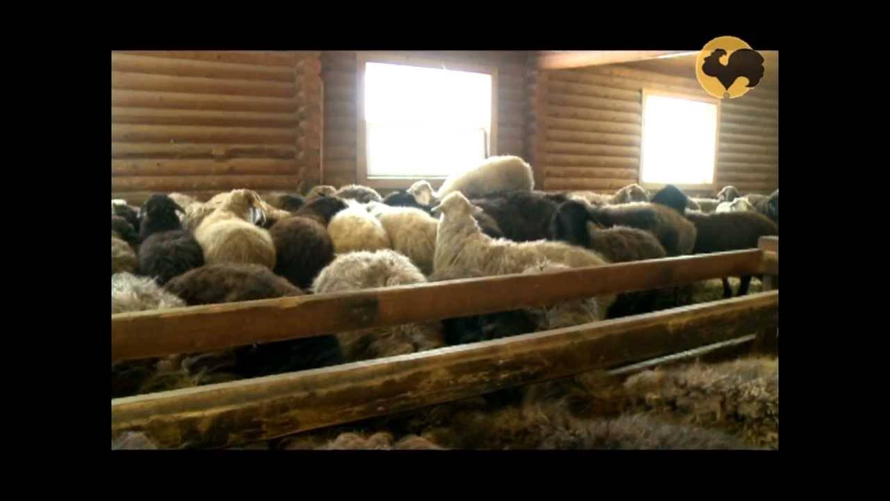 Выгодное домашнее овцеводство: недорогое кормление и содержание