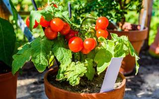 Вырастить помидоры черри на балконе – нет ничего проще