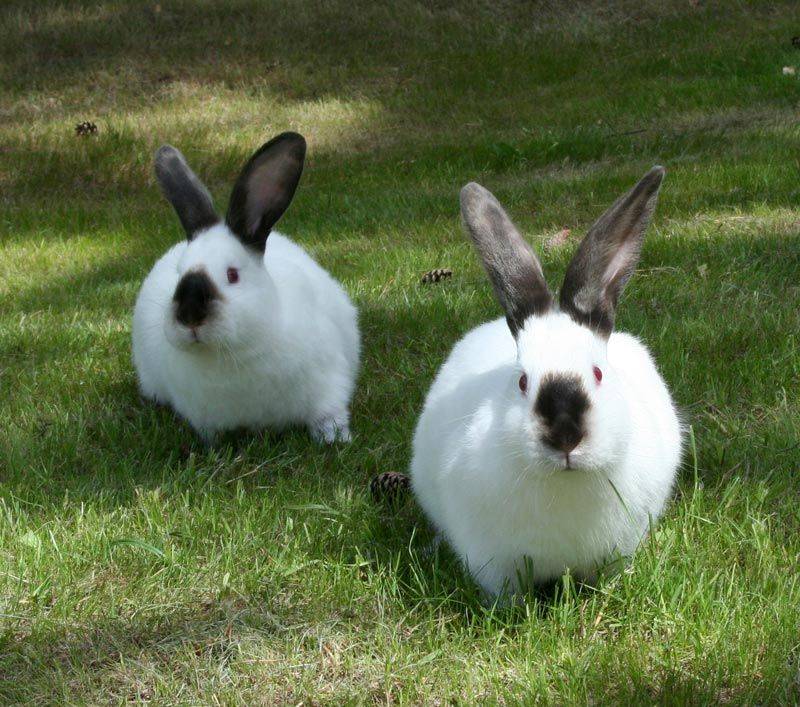 Вес кроликов по месяцам — таблица