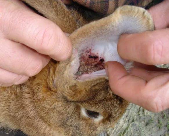 Ушной клещ у кроликов — лечение в домашних условиях