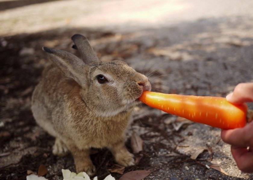 Чем и как выкормить новорожденных крольчат без крольчихи?