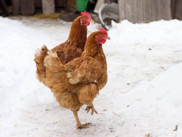 Сколько яиц можно получить от курицы и способы повышения яйценоскости