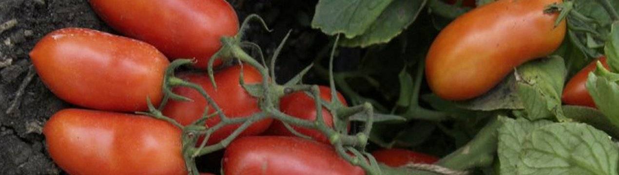 Характеристика и описание сорта томата гулливер, его урожайность